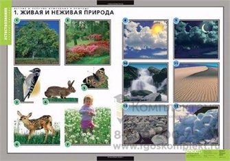 Летние и осенние изменения в природе (13таблиц +32карты) 444507983
