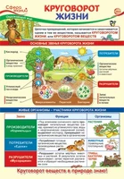 ПО-13973 Плакат А3. Окружающий мир в 3 классе. Круговорот жизни 953385896