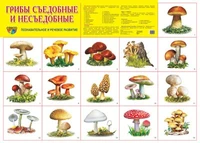 Демонстрационный плакат СУПЕР А2 Грибы съедобные и несъедобные 642510195