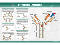 Стенд "Строение антител" Zarnitza 1643569870