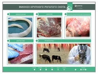 Электрифицированный стенд "Финноз крупного рогатого скота" Zarnitza 1660922905