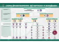 Стенд "Схема кроветворения по Черткову и Воробьеву" Zarnitza 962969539