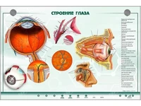 Интерактивный электрифицированный стенд "Строение органа зрения человека" с 3D-макетом Zarnitza 635562882