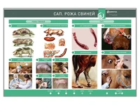Электрифицированный стенд "Сап. Рожа свиней" Zarnitza 1941694372