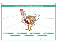 Электрифицированный стенд "Анатомическое строение сельскохозяйственных животных" со сменными фолиями Zarnitza 613829401