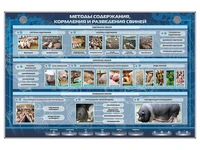 Электрифицированный стенд "Методы содержания, кормления и разведения свиней" Zarnitza 187162907