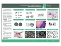 Электрифицированный стенд "Систематика и номенклатура микроорганизмов" Zarnitza 1643992361