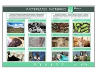 Электрифицированный стенд "Пастереллез. Листериоз" Zarnitza 1696214097