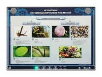 Электрифицированный стенд "Функции основных органов растений" Zarnitza 1028771156