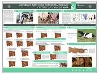 Электрифицированный стенд "Изучение способов родовспоможения крупного рогатого скота" Zarnitza 776988555