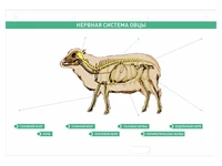 Электрифицированный стенд "Нервная система сельскохозяйственных животных" со сменными фолиями Zarnitza 868974698