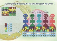 Магнитный плакат "Строение и функции нуклеиновых кислот" 991509540