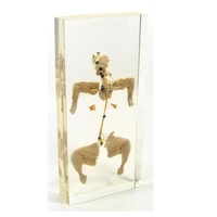 Модель в прозрачном пластике "Нервная система кролика" 624919506