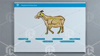 Стенд-планшет светодинамический "Изучение нервной системы сельскохозяйственных животных" со сменными панелями 94764712