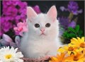 Пазл Ravensburger блестящий кот 144225949