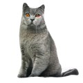 Подушка декоративная Игрушка Киса 03 Г ГАБ1048