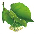 Украшения на скотче "Липа" УС-031 УС-031