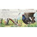 Книга Умка 9785506096405 Кот. Пришвин М. М. Рассказы о животных 402-995
