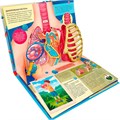 Книга 9785002301164 POP-UP энци POP-UP энциклопедия. Анатомия: книжка панорама (интегральная) 502-523