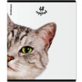 Тетрадь 48 л. клетка Котики ErichKrause 60607 898-323