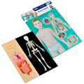 Игра Магнитные истории Анатомия 03820 634-694