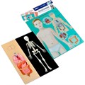 Игра Магнитные истории Анатомия 03820 634-694