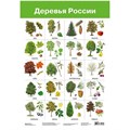Плакат Деревья России 2883 612-811