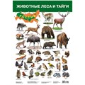 Плакат Животные леса и тайги 2687 612-123