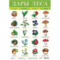 Плакат Дары леса 2093 611-908
