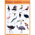 Плакат 978-5-43151-942-0 Птицы жарких стран 711-831