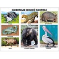 Плакат Животные Южной Америки 978-5-378-17365-5 611-589