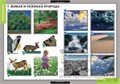 Летние и осенние изменения в природе (13таблиц +32карты) 444507983