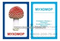 Логопедические карточки "Р, Р`", Вундеркинд с пеленок 1809369123