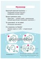 Логопедические карточки "Пальчиковые игры" 34 карточки, Литера, арт.20605 1159722717