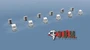 RS35004  дополнения из смолы  Отбойники балансиров ИС-2 ранние  (1:35) 2000000195933