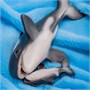 Игрушка "Косатка с косатёнком" (18 см, 8 см) коллекция "Magic Ocean" 968934075