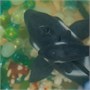 Игрушка "Косатка с косатёнком" (18 см, 8 см) коллекция "Magic Ocean" 968934075