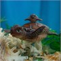 Игрушка "Черепаха с черепашонком" (15 см, 5 см) коллекция "Magic Ocean" 2120335961