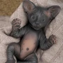 Игрушка котёнок "Сфинкс" (18 см.) коллекция "Magic Pets" 2045069858