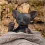 Игрушка котёнок "Сфинкс" (18 см.) коллекция "Magic Pets" 2045069858