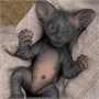 Игрушка котёнок "Сфинкс" (18 см.) коллекция "Magic Pets" 2045069858