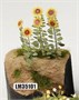 LM-35101  фототравление  Подсолнухи Sunflower Colored Photo-etched Parts  (1:35) 2000002180920