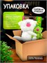 Кофейный кот Молоко с Фисташкой Мягкая игрушка Сиропчики 559863771