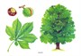 Мир в картинках. Деревья и листья. 9786747000000