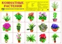 Демонстрационный плакат СУПЕР А2 Комнатные растения 1289643448