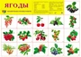 Демонстрационный плакат СУПЕР А2 Ягоды 1859608227