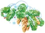 ФМ1-15272 Плакат вырубной А4. Ветка еловая с шишками. Двухсторонний 812825893
