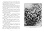 Черный Корсар. Королева карибов. Иоланда, дочь Черного Корсара 2016168084