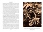 Джерри-островитянин. Майкл, брат Джерри (илл) 775656803
