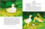 Гадкий утенок (илл. Союзмультфильм и др.) 1198099559